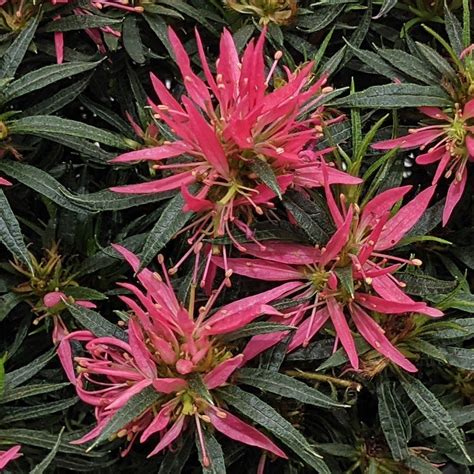 Evergreen Azalea Star Style Pink Evergreen Azaleas Millais Nurseries