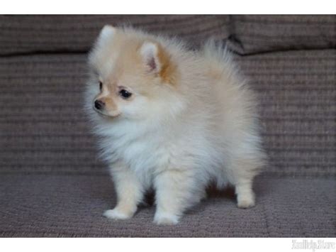 Pomeranian Puppies For Sale Near Me Free - Pets Lovers