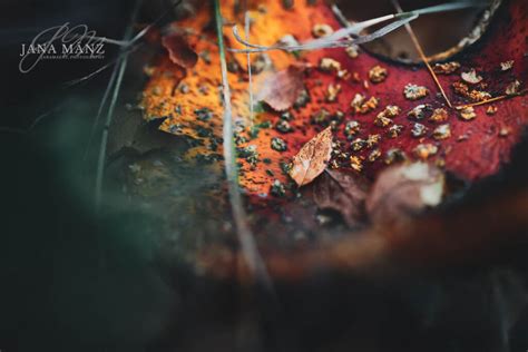 Jana Mänz Kunst mit Gefühl und Verstand Jana Mänz Naturfotografie