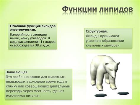 Липиды. Две группы - презентация онлайн