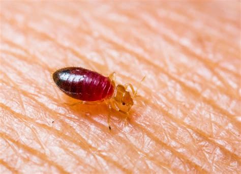 Bed Bug Awareness Week Tips Arrow Exterminators Inc Pest Control