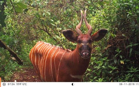 Meet The Mountain Bongo The Most Beautiful Animal Youve Probably