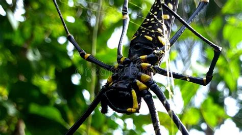 Giant Spider Orb Weaver in the Web Stock Image - Image of philipines ...