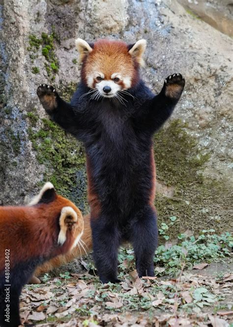 Standing Red Panda Stock Photo Adobe Stock