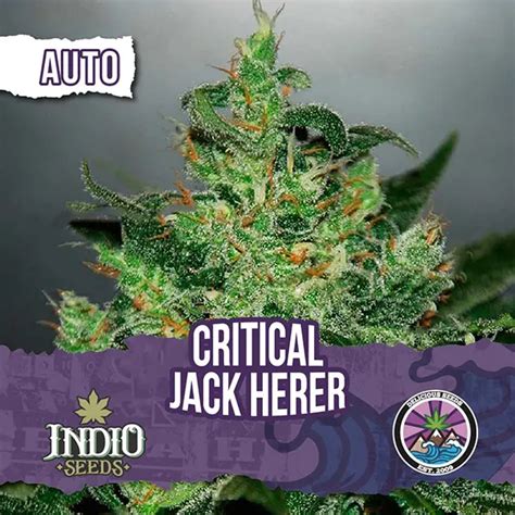 Auto Critical Jack Herer X Delicious Seeds Indio Seeds