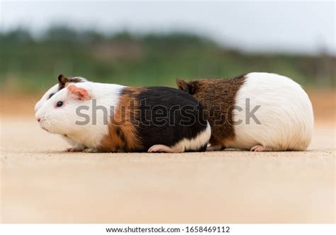 3 Hundred Chubby Guinea Pig Royalty Free Images Stock Photos