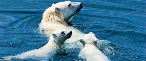 Northwest Passage Wildlife | Swoop Arctic