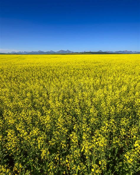 Canola Field In Bloom Southern Alberta Stock Image Image Of Rapeseed