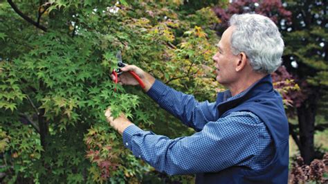 An Easy Approach To Pruning Japanese Maples Fine Gardening