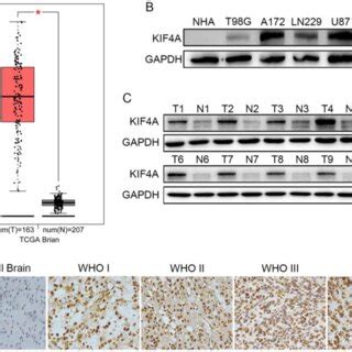 Knockdown Of Kif A Inhibits Glioma Cell Migration And Invasion A C