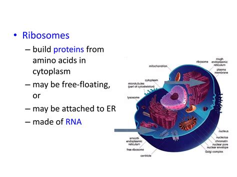 prokaryotes eukaryotes pptx
