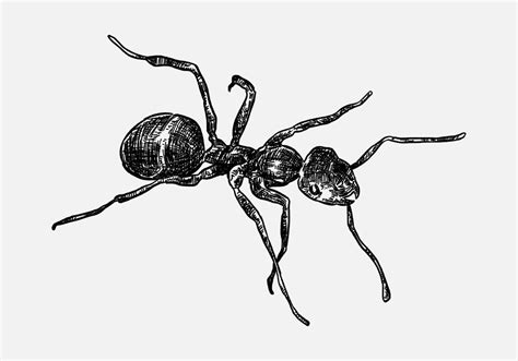 hand drawn illustration of an ant. sketch, realistic drawing, black and white. Vector ...