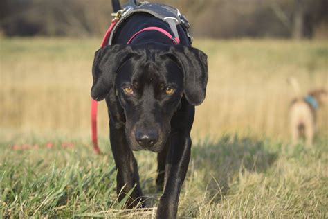 Anspruchsvolle Hunderassen Ealc European Association Of Louisiana Catahoulas