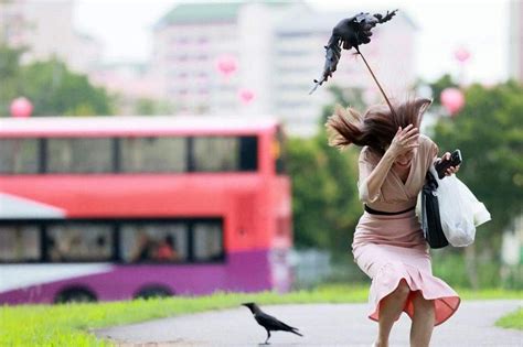 askST: What should you do in a crow attack? | The Straits Times