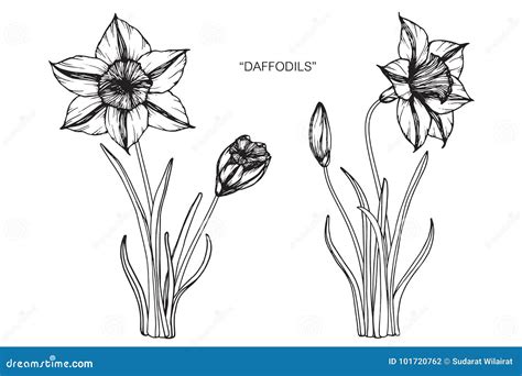 La Jonquille Fleurit Le Dessin Et Le Croquis Illustration De Vecteur