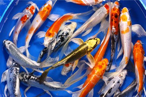 Blue Butterfly Koi Fish