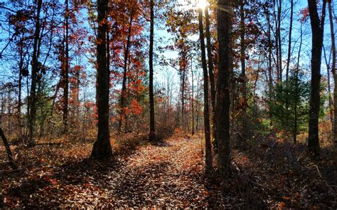 Just a walk in my Tennessee woods. [OC] 3701X2304 : r/EarthPorn