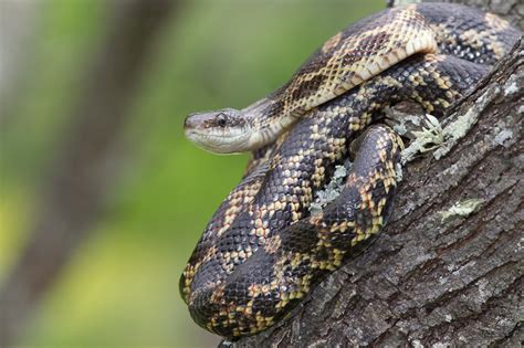 Texas Rat Snake (Elaphe obsoleta lindheimeri) AKA Lindheimer's Rat Snake