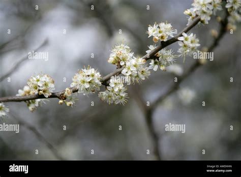 Flowers Of The Blackthorn Tree Prunus Spinosa Roseaceae Stock Photo