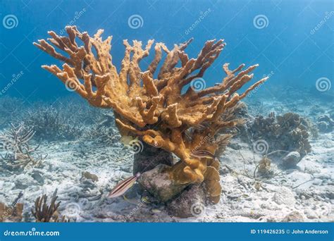 Elkhorn Coral Acropora Palmata Stock Image Image Of Caribbean