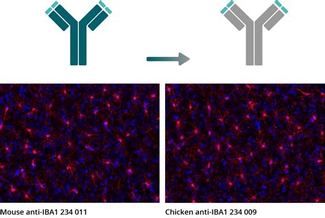 Recombinant Antibodies For Scientific Research