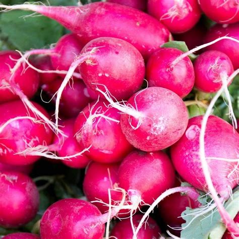 Tomorrowseeds Pink Celebration Radish Seeds Count Packet