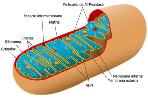 QUÉ ES LA MITOCONDRIA