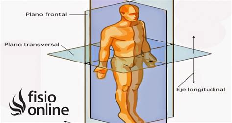 16 Plano Transversal Del Cuerpo Humano Images Tipos Porn Sex Picture