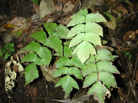 Adiantum Macrophyllum Ferns And Lycophytes Of The World