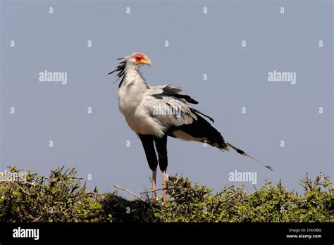 Secretary Bird Sagittarius Serpentarius Sagittarius Serpentarius