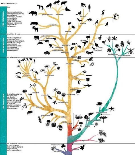 Peixes Evolu O