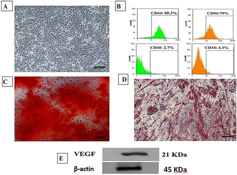 Characterization Of Mscs A Fibroblast Like Morphology Of Mscs After