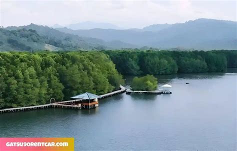 Hutan Mangrove Petengoran Sebuah Tujuan Wisata Yang Sejuk Dan