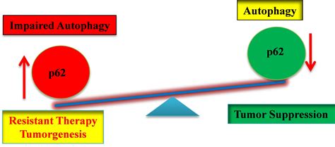 ijms  full text autophagic regulation  p  critical
