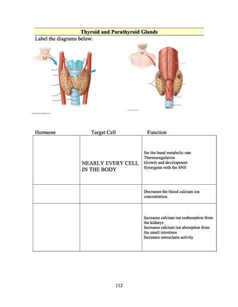 Thyroid And Parathyroid Glands Diagram Quizlet