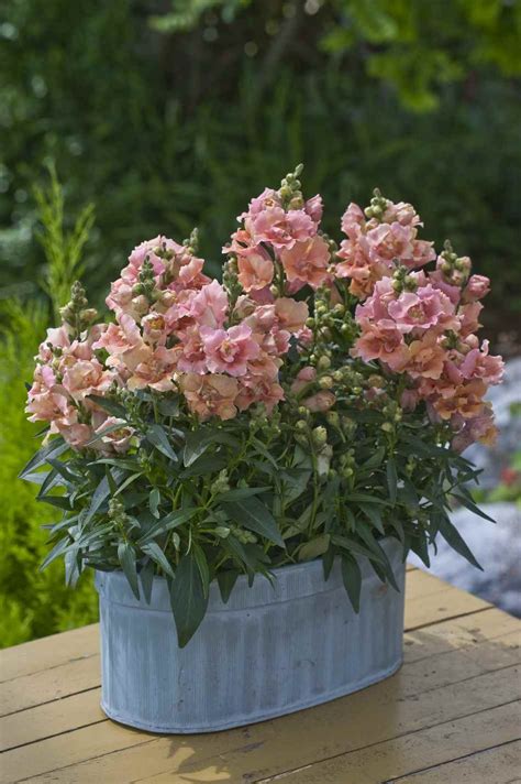 Antirrhinum Majus Twinny Peach Muller Seeds