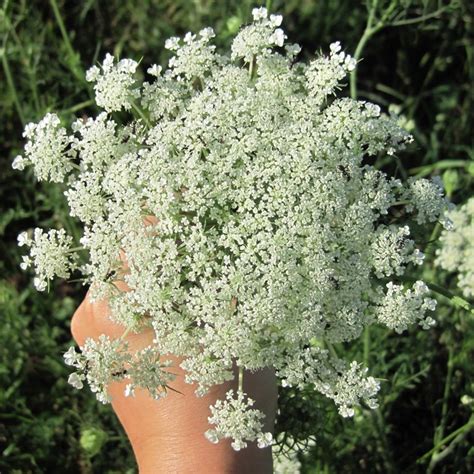 Queen Annes Lace Daucus Carota Weekly Weeder 6