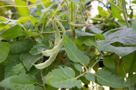 How To Grow Pole Beans In An Organic Kitchen Garden • Gardenary