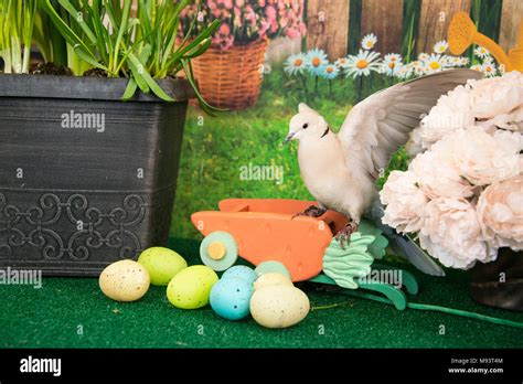 Eggs collared dove hi-res stock photography and images - Alamy