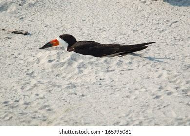 Black Skimmer Nesting Against Warm Sand Stock Photo 165995081 ...