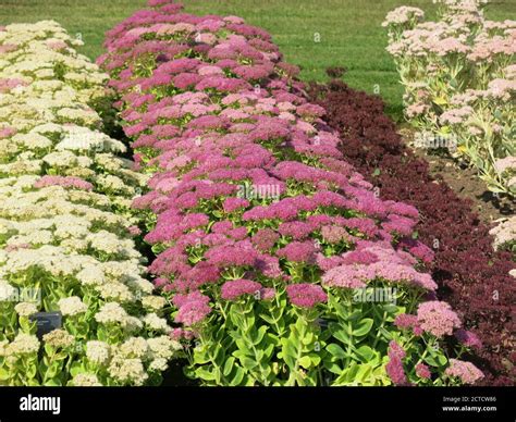 Autumn Joy Sedum High Resolution Stock Photography And Images Alamy