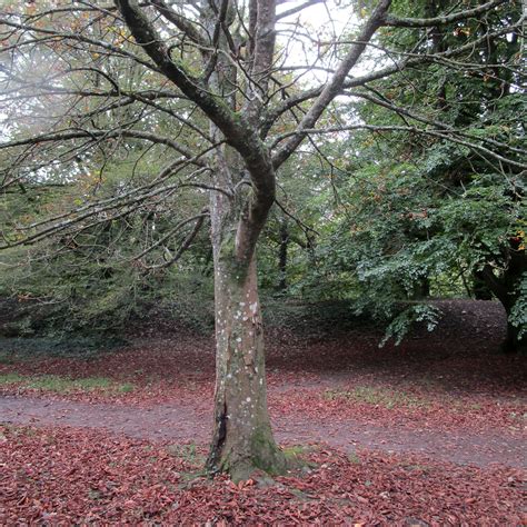 Aesculus Hippocastanum Baumannii In Bute Park