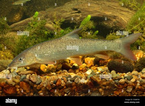 Barbel barbus barbus portrait hi-res stock photography and images - Alamy