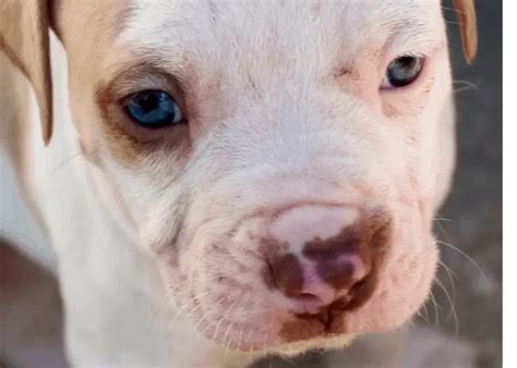 Blue Eyed Pitbull Do Pitbulls With Blue Eyes Really Exist