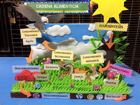 Maqueta Cadena Alimenticia Manualidades De Ciencias Maquetas De