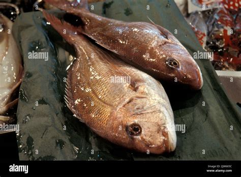 Red Snapper Fish Tsukiji Fish Market Tokyo Japan Stock Photo Alamy