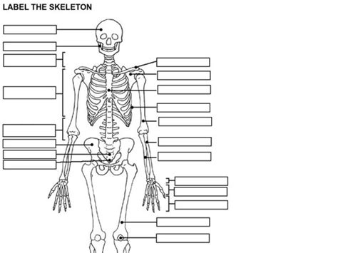 Label The Skeleton Worksheet For 7th 10th Grade Lesson Planet