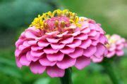 Zinnia Flower Meaning and Symbolism: Ultimate Guide to Color Meanings ...