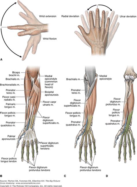 Chapter 32 Forearm Basicmedical Key