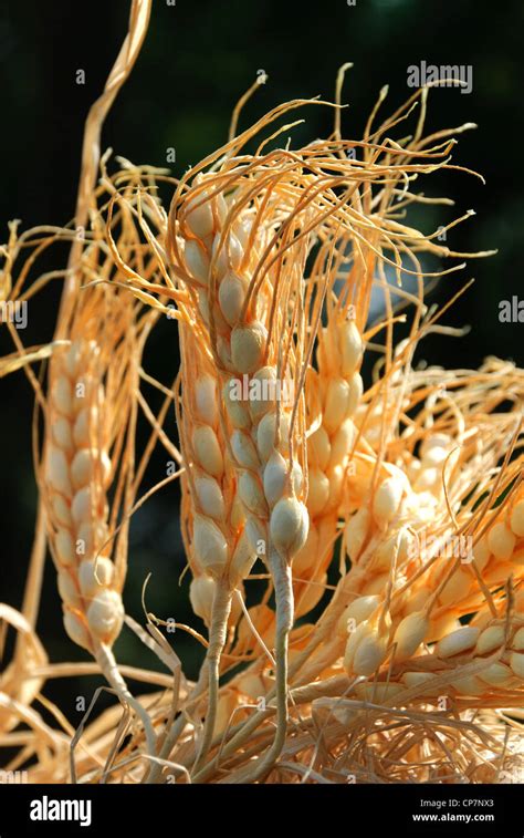 Ears Of Corn In The Sun Stock Photo Alamy